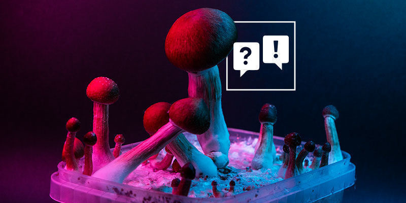 Psilocybe Cubensis: FAQ