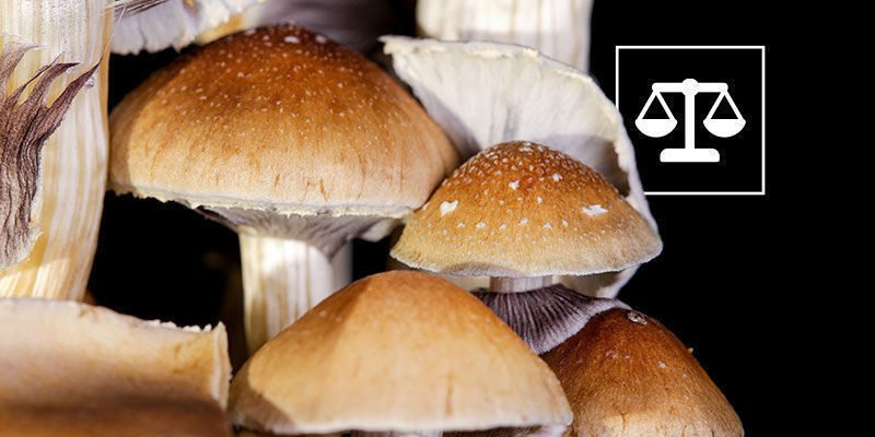 De Juridische Status Van Psilocybe Cubensis