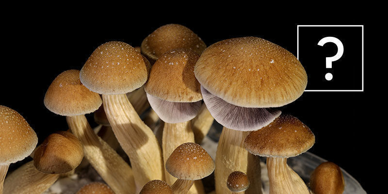 Wat Zijn Psilocybe Cubensis Paddenstoelen?