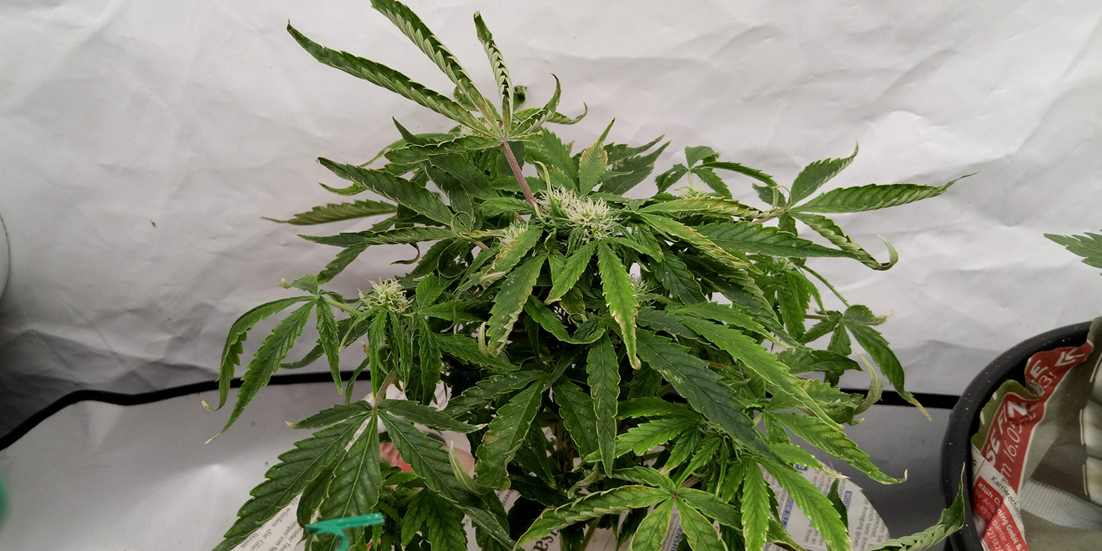 2. Observeer de hele plant