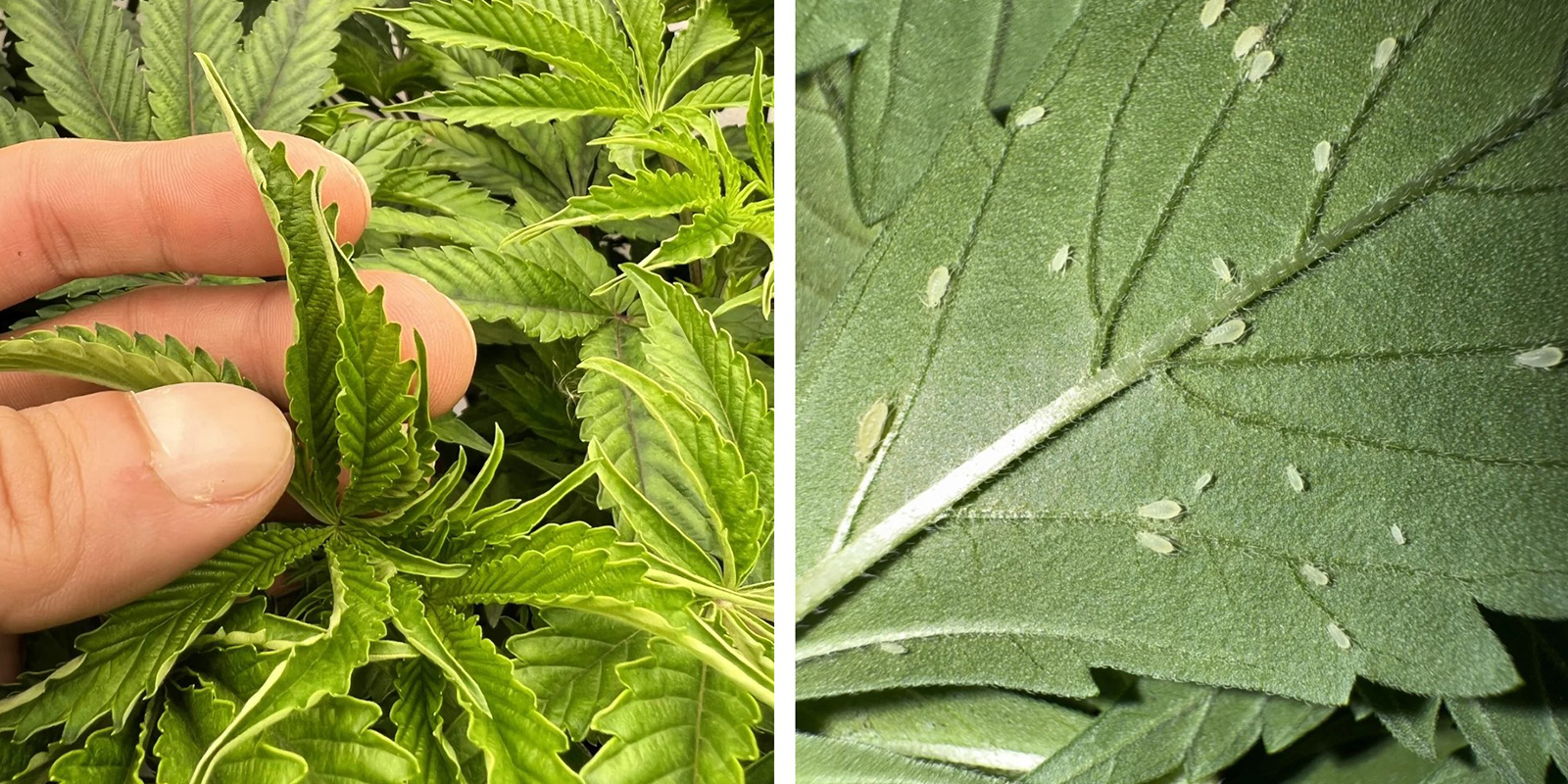 Omgevingsstress of plagen