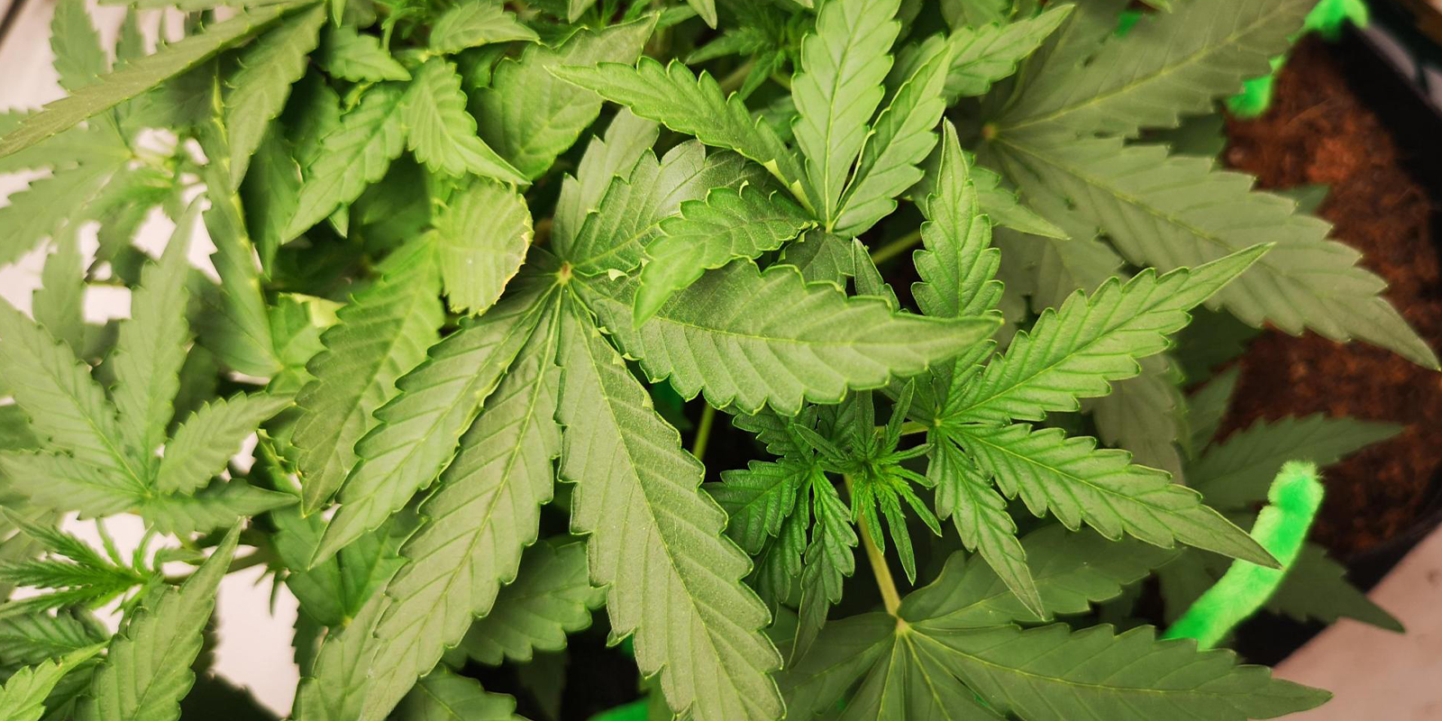 Bladeren krullen omhoog? Tijd om het recht te zetten