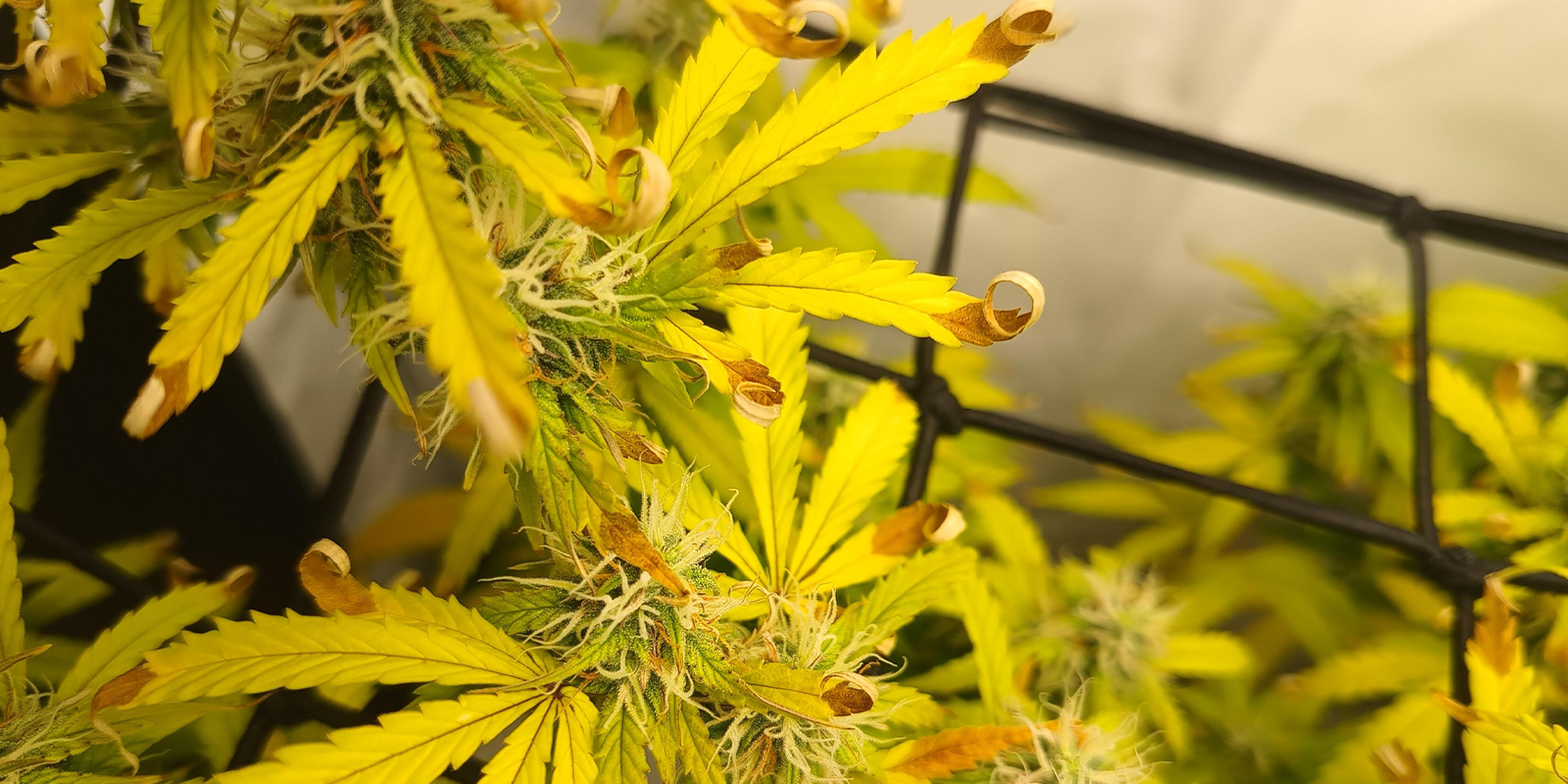 Lichtstress / hitteschade