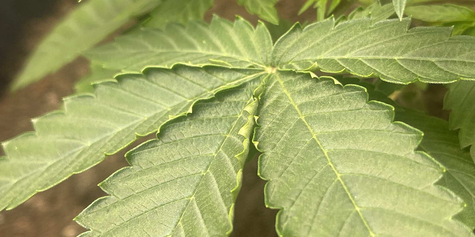 Lage luchtvochtigheid of hoge VPD