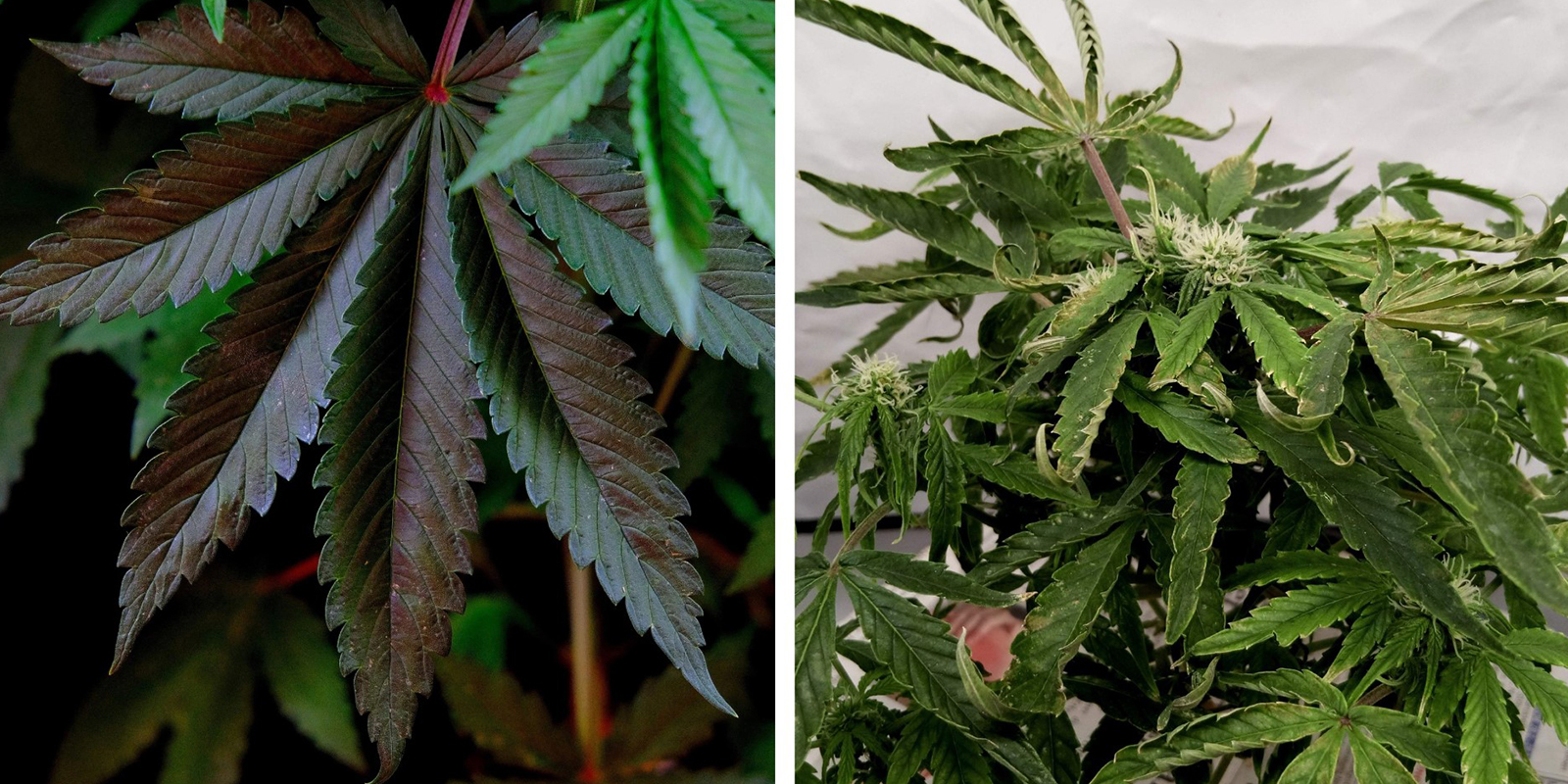 Voedingsproblemen (NPK / pH)