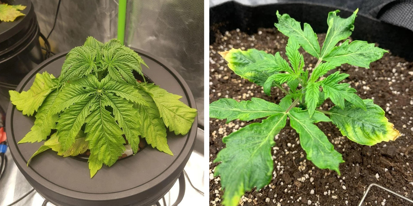 Te veel water en wortelstress