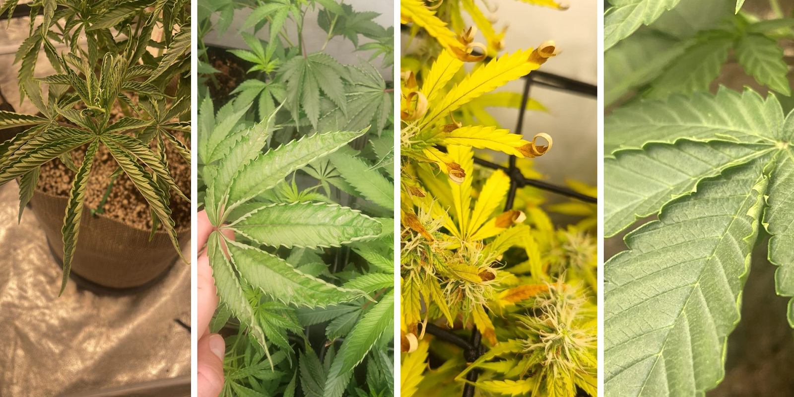 Visuele symptomen om op te letten