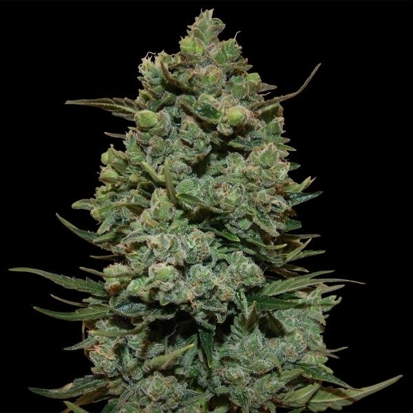 Barney's Farm Cookies Kush Cookies Kush