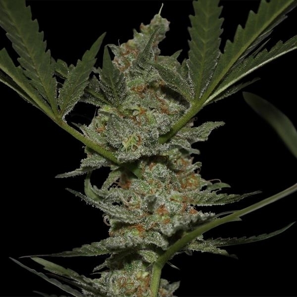 Barney's Farm Acapulco Gold Acapulco Gold