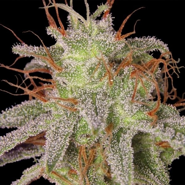 Barney's Farm Amnesia Lemon Amnesia Lemon
