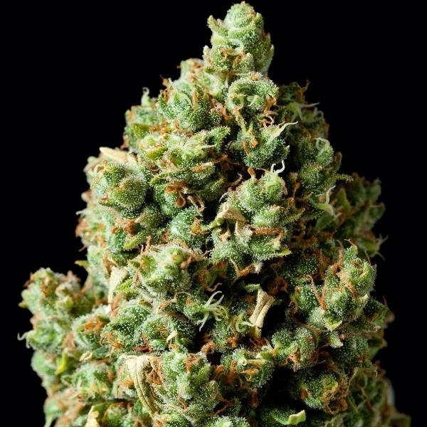 Barney's Farm Critical Kush Critical Kush