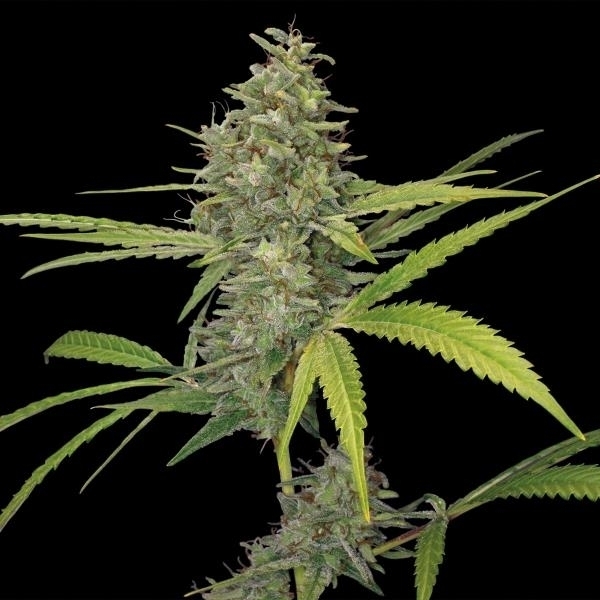 Barney's Farm G13Haze G13 Haze