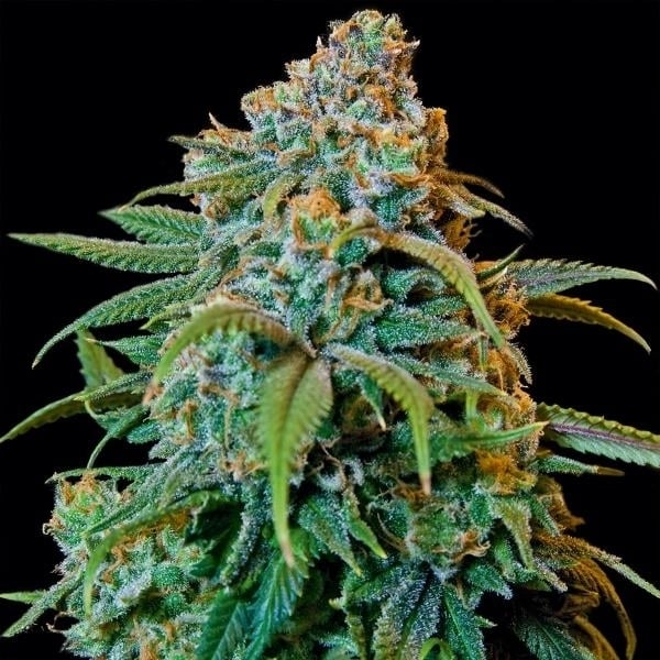 Barney's Farm Liberty Haze Liberty Haze