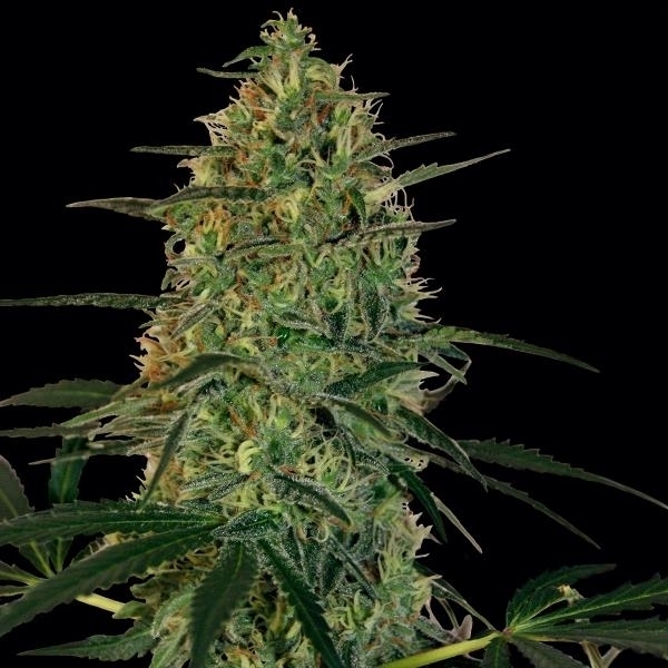 Barney's Farm Malana Bomb Auto Malana Bomb Auto