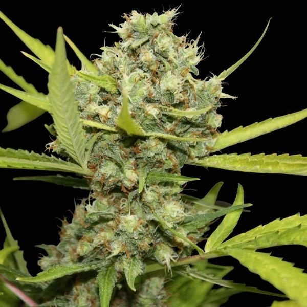Barney's Farm Pineapple Chunk Pineapple Chunk