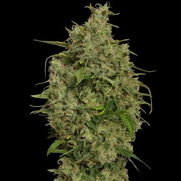 Barney's Farm Sweet Tooth Sweet Tooth