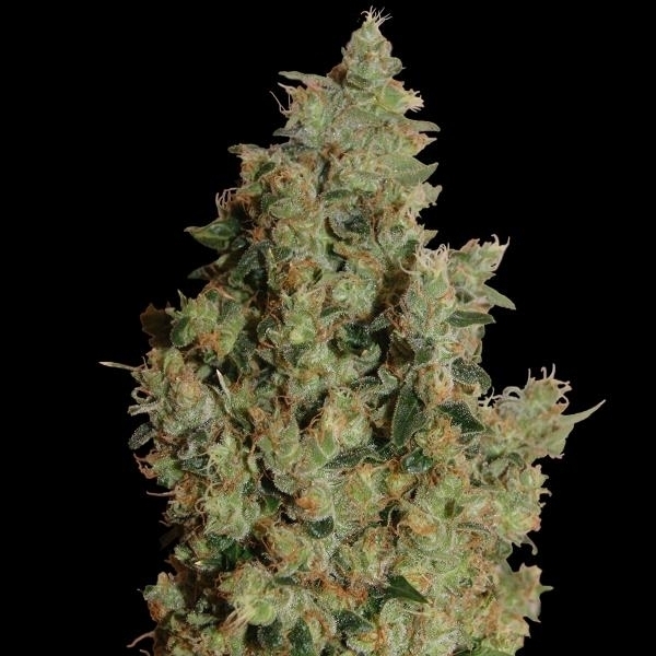 Barney's Farm Tangerine Dream Tangerine Dream
