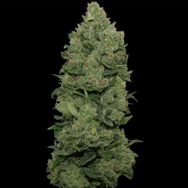 Barney's Farm Top Dawg Top Dawg