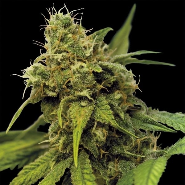 Barney's Farm Utopia Haze Utopia Haze