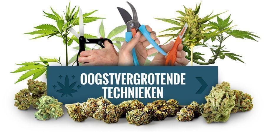 Train Je Planten En Verhoog Het Oogstgewicht