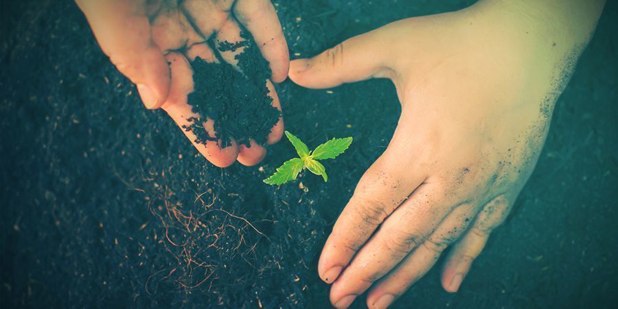 BIOLOGISCHE CANNABIS: HET BEREIDEN VAN DE GROND