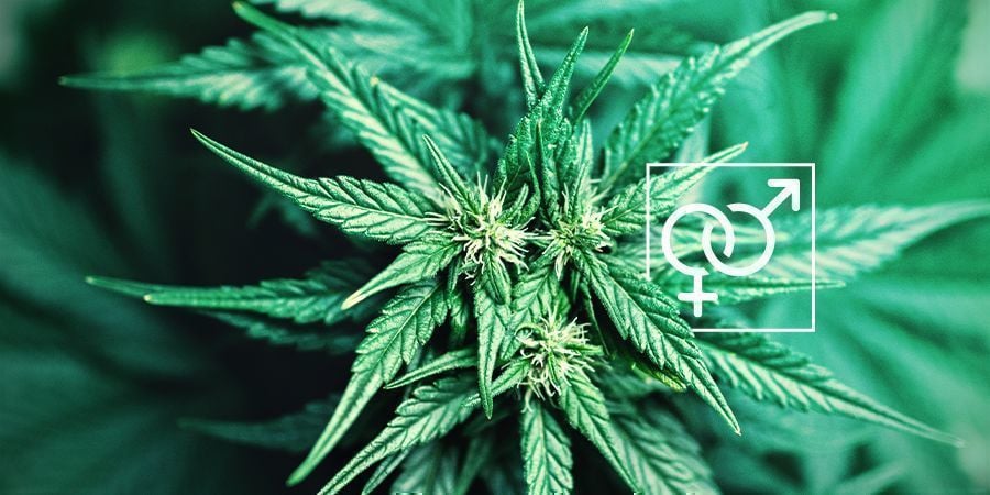 Plantengeslacht Cannabis