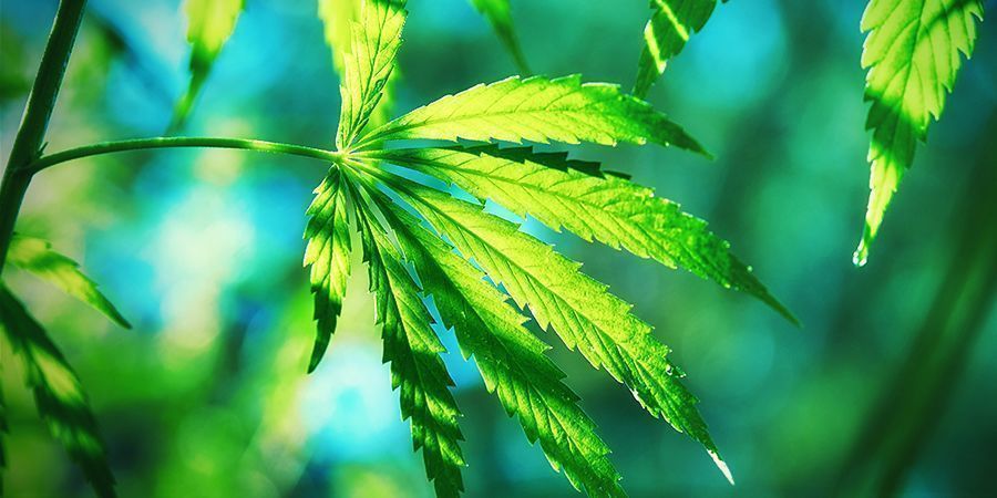 WAT MAAKT CANNABIS RUDERALIS ZO ANDERS?