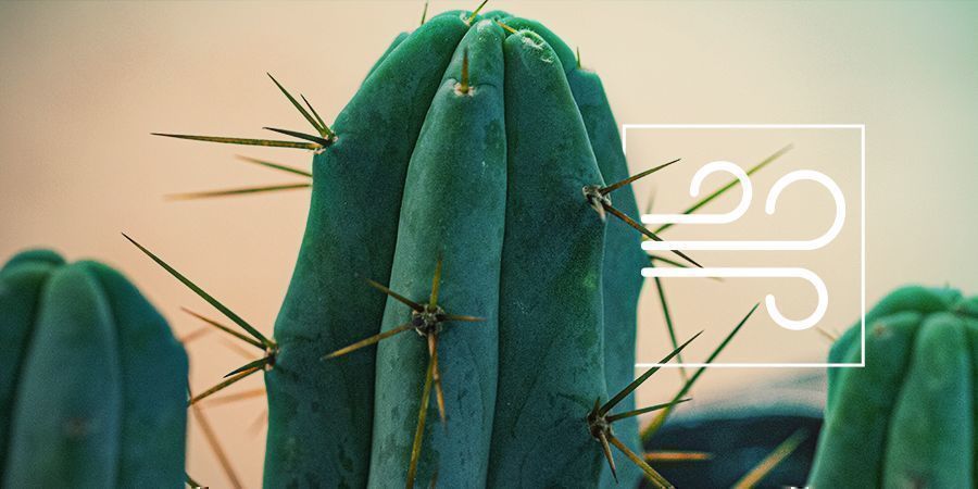 Bolivian Torch: Alles Wat Je Moet Weten