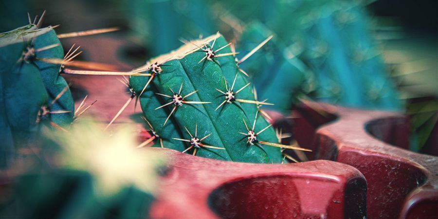 Hoe Bestel Je Bolivian Torch (Echinopsis Lageniformis)?