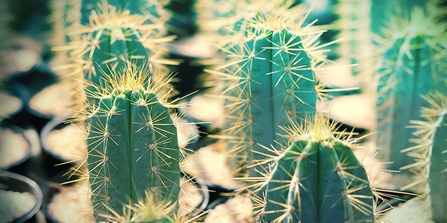 Wat Is Bolivian Torch? De Cactus Van De Vier Winden