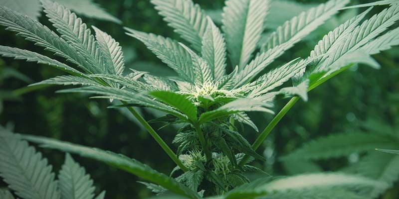 Laten We De Autoflowering Cannabis Niet Vergeten