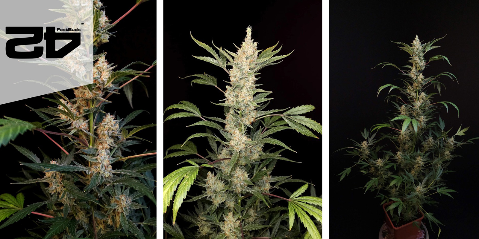 Green Crack Auto (FastBuds) feminized