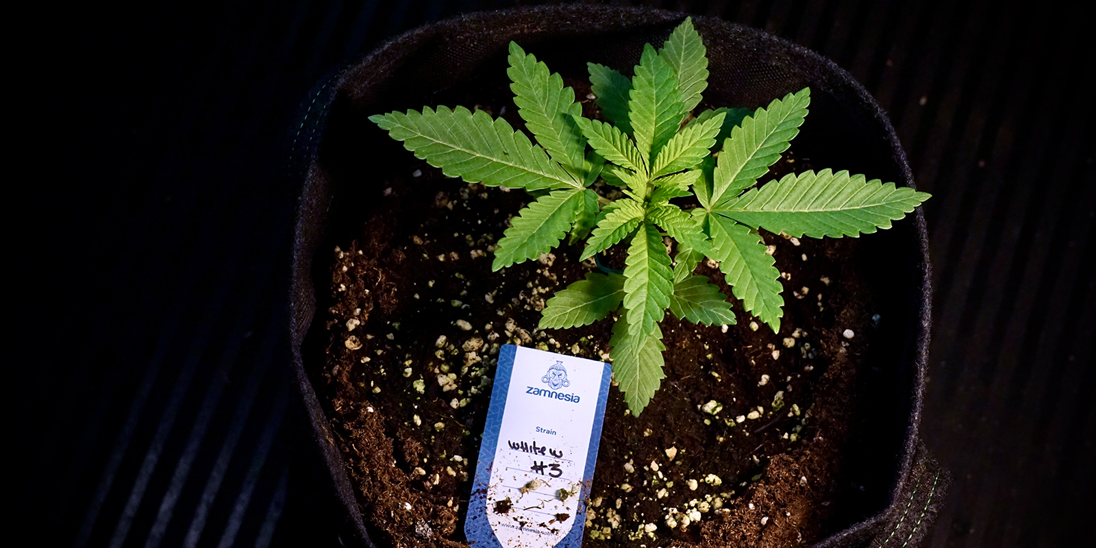 Praktische tips voor buitensucces in het VK