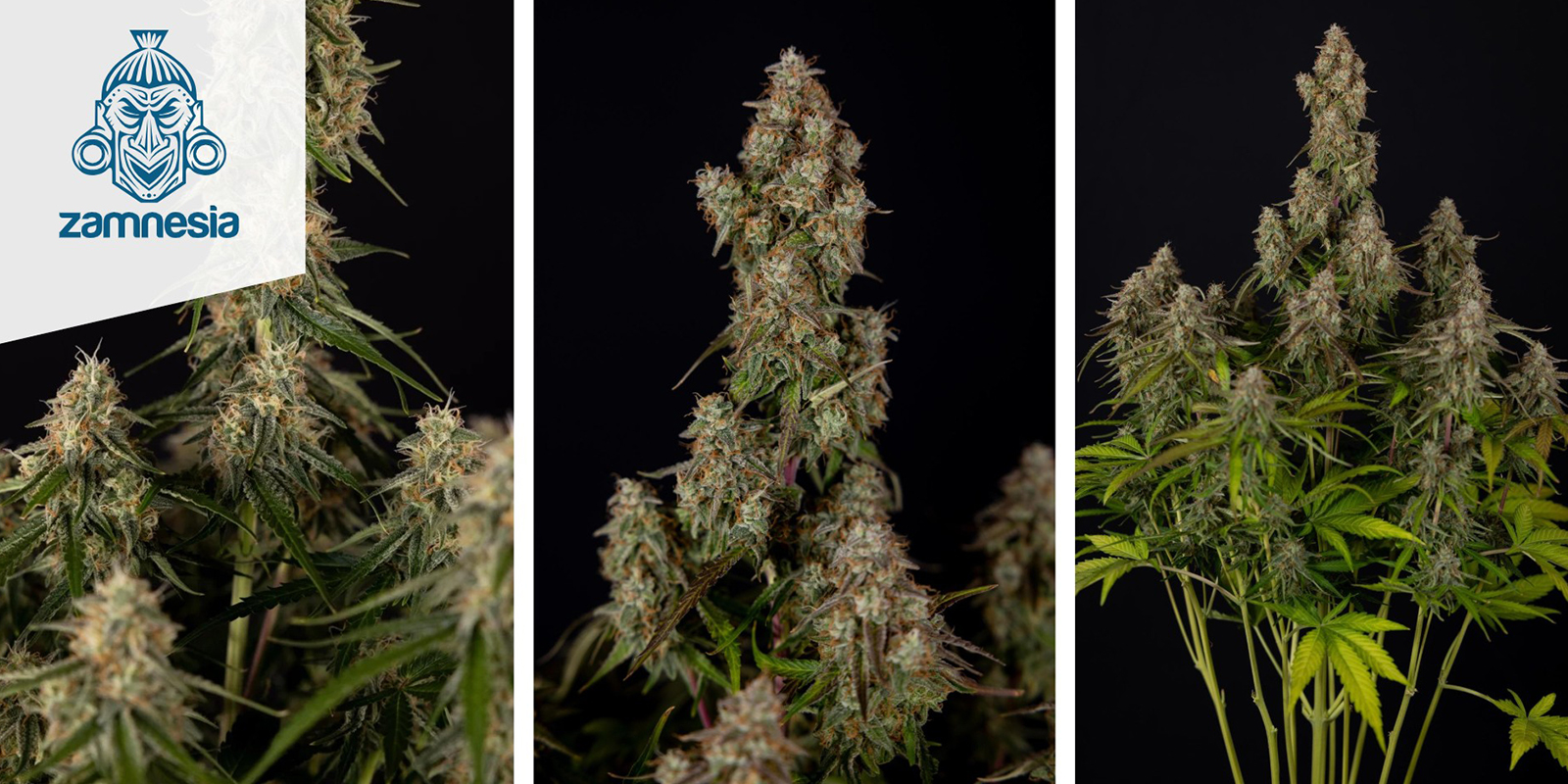 Wurlz F1 Automatic (Zamnesia Seeds) feminized