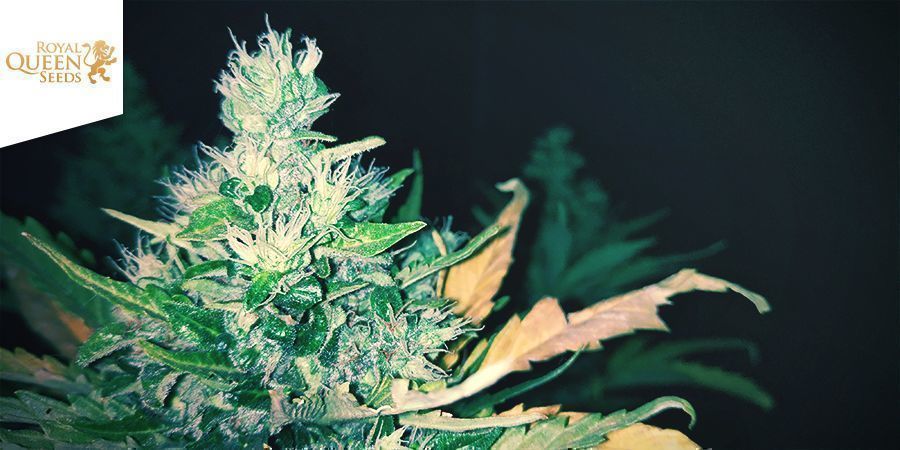 Stress Killer Automatic (Royal Queen Seeds)