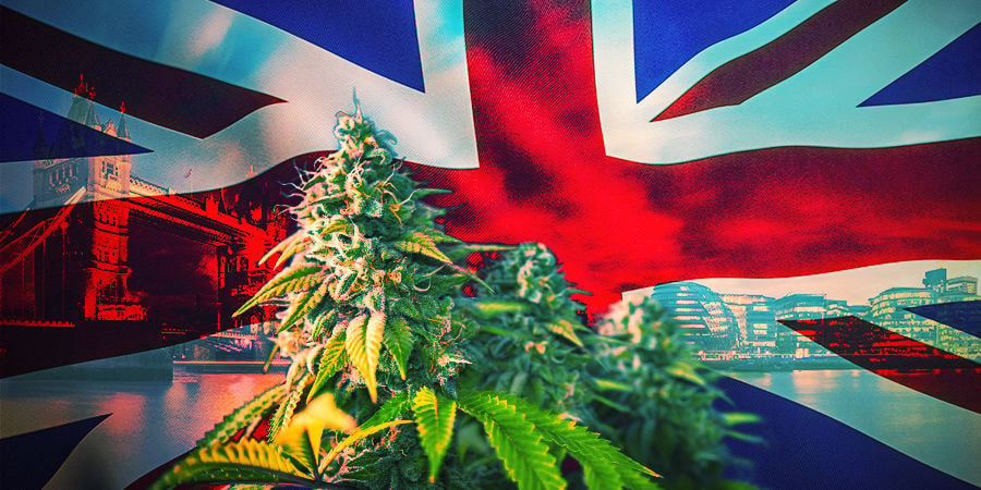 Hoe Kies Je De Beste Cannabis Strains UK