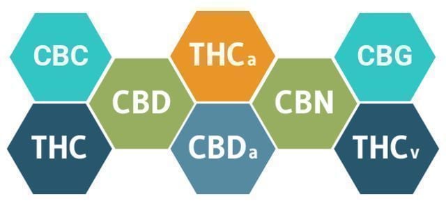 HOE KAN CBD JE LICHAAM BEÏNVLOEDEN?