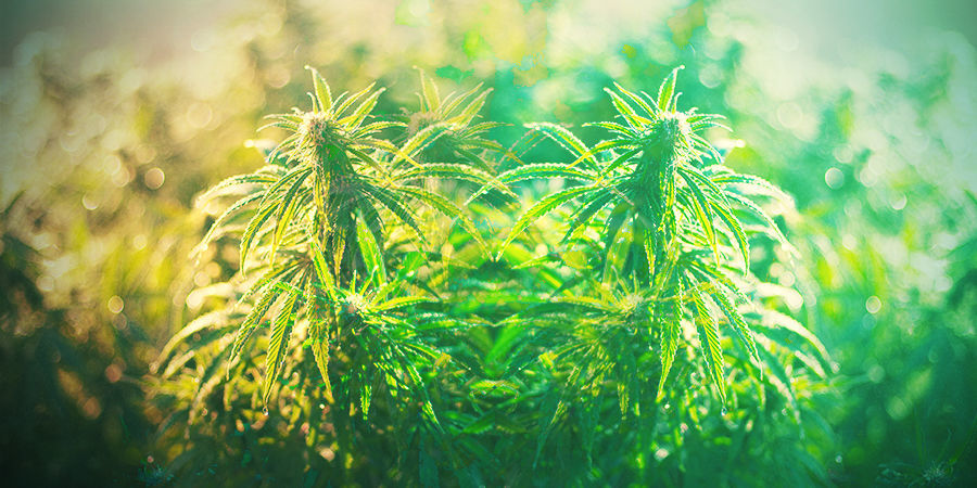 HOE SELECTEER JE DE JUISTE CANNABISSOORT IN DUITSLAND?