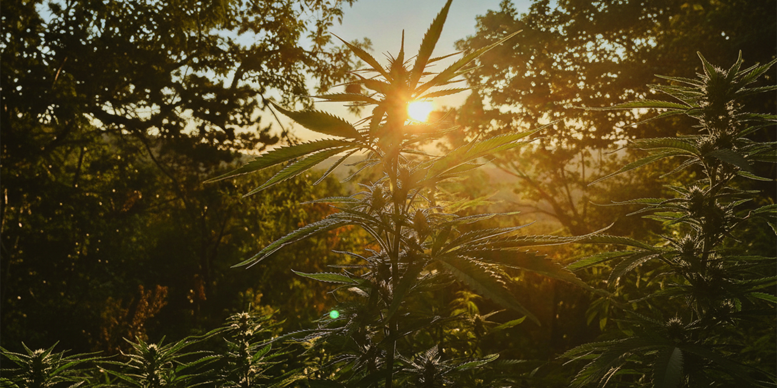 Een betrouwbaar startpunt voor buiten kweken in Duitsland