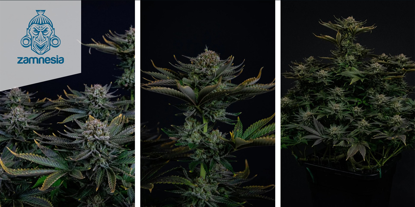 Runtz (Zamnesia Seeds) feminized