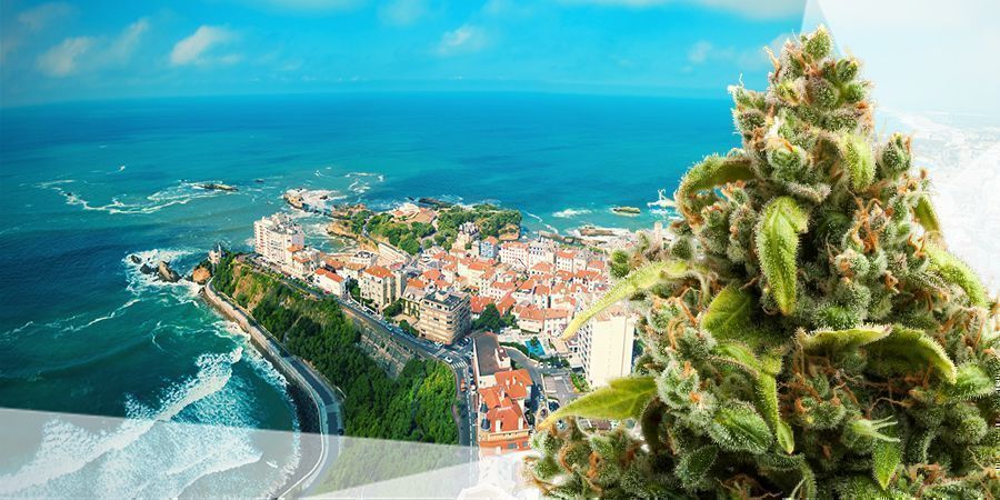 DE BESTE CANNABISSOORTEN VOOR DE ATLANTISCHE KUST