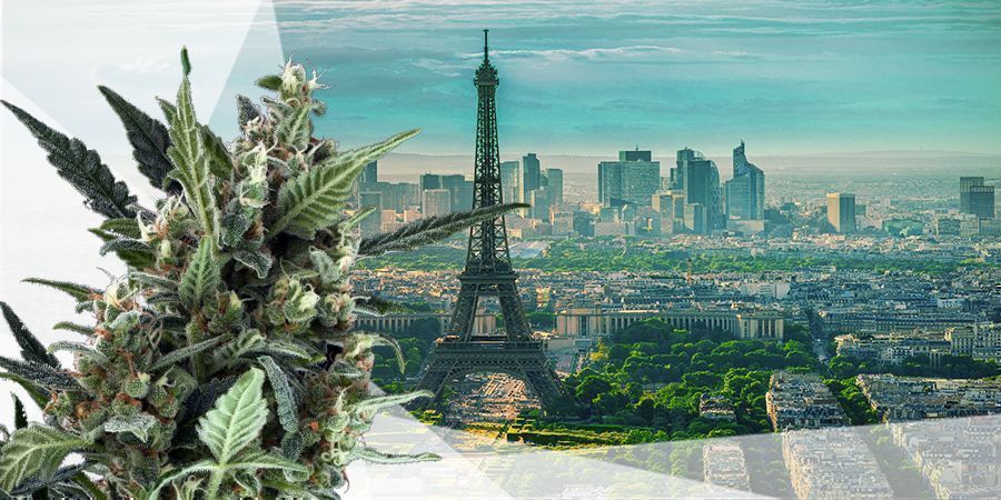 DE BESTE CANNABISSOORTEN VOOR DE GEMATIGDE ZONE