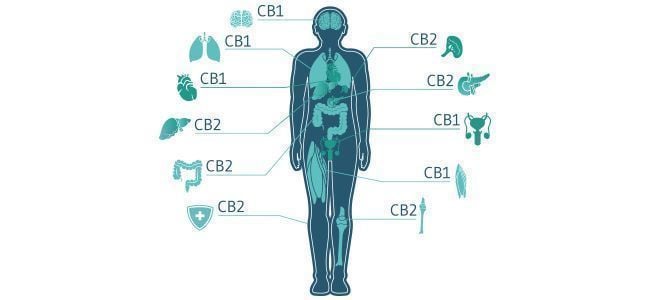 Cannabis Gevolgen Voor Zieke Mensen