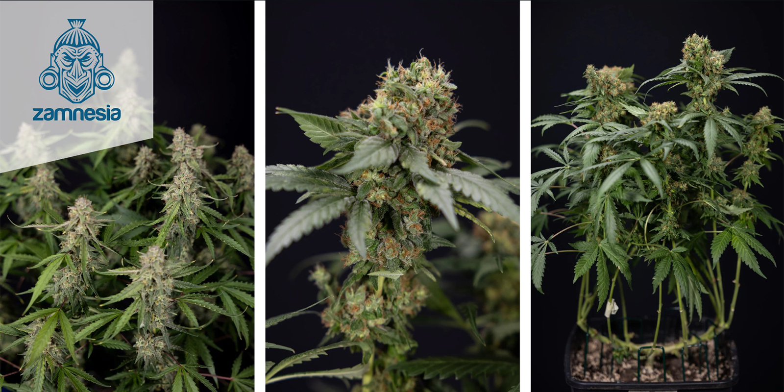 Green Crack F1 Automatic (Zamnesia Seeds) Feminized