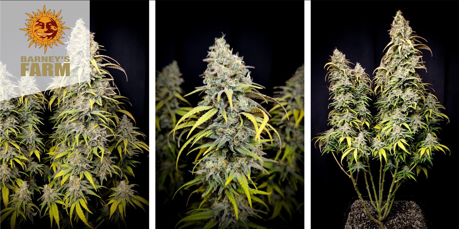 LSD (Barney&rsquo;s Farm) feminized