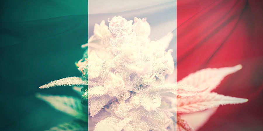 HOE KIES JE DE JUISTE CANNABIS STRAIN IN ITALIË?