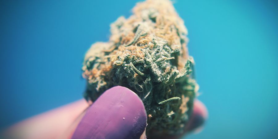 Cannabis Hoe Kleveriger Hoe Beter