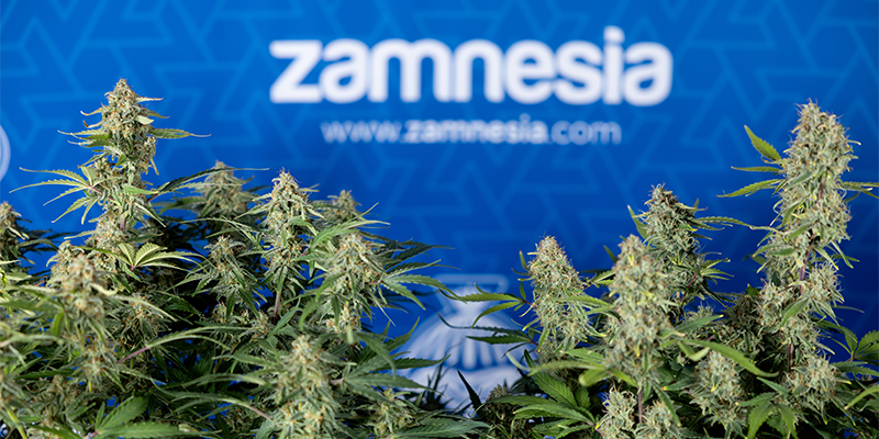Green Cure CBD F1 Automatic Feminized Green Cure CBD F1 Automatic Feminized