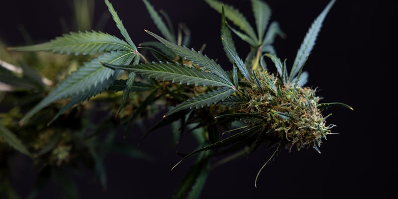 Cosmos F1 CBD Automatic Feminized Cosmos F1 CBD Automatic Feminized