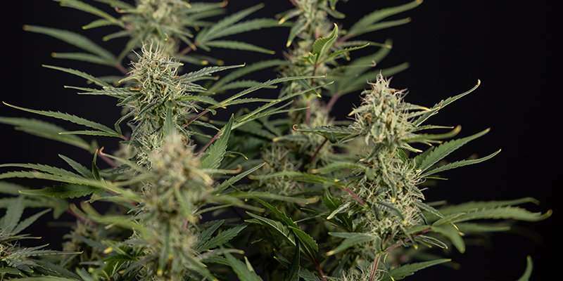 CBD Auto 20:1 feminized CBD Auto 20:1 feminized